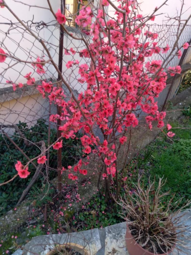 Sara Guesthouse 培拉特 外观 照片